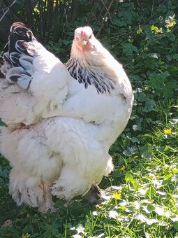 Predám nasadbove vajcia brahmanky - 3