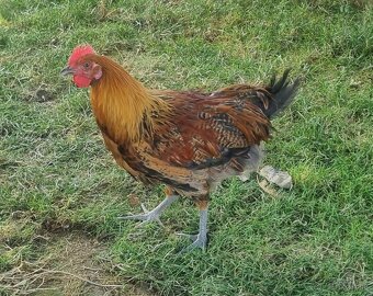 Kohut Zlata ceska kropěnata - 3