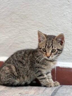 Male mačiatko Mačka do dobrych ruk - 3