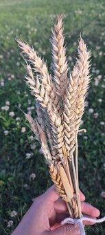 Sušené klasy pšenice 🌾 - 3
