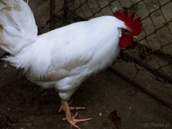 Predám kohúta leghorn - 3