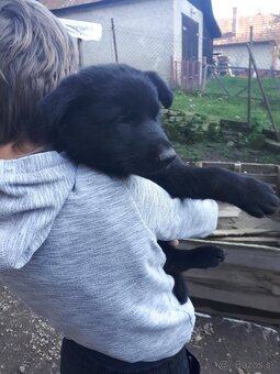 Nemecký ovčiak šteniatka - 3