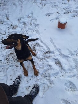 Maďarská vižla labrador - 3