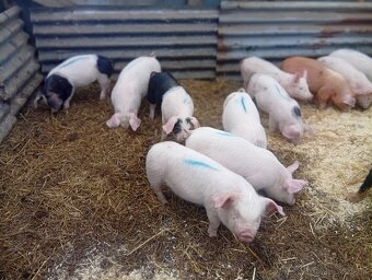 Odstavčata 25kg - 3