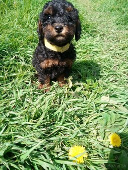 Pudel black and tan - 3