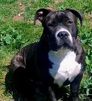 American Bully psik - 3