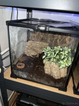 Caribena versicolor 5cm v tele - 3