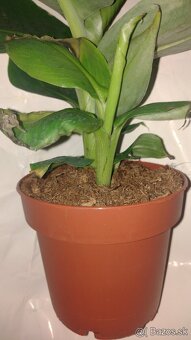 BANÁNOVNÍKY MUSA - 3
