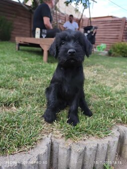 🐶 Šteniatka - stredný bradáč - fenka a psík – odber ihneď - 3