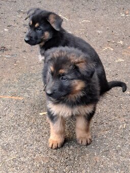 Predám šteniatka nemecký ovčiak - 3