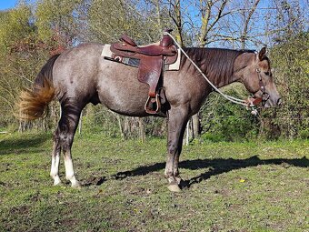Pripuštanie American Quarter Horse , Qh - 3