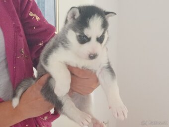 SIBÍRSKY HUSKY - 3