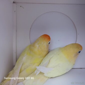 Agapornis fischer tyrkys decino - 3