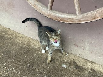 Darujem kocurika - 3