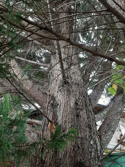 darujem drevo za vypýlenie stromov - 3