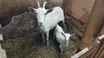 Kozy na chov alebo mäso - 3