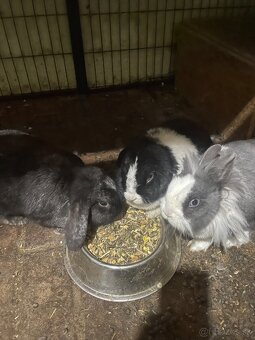 Zakrslé králiky - 3