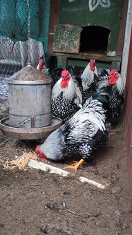 Kohút Wyandotka - 3