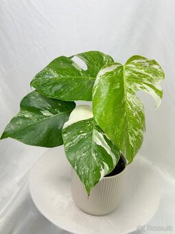 Monstera Deliciosa Albo variegata - 3