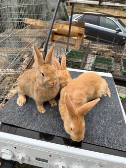 Hyla x Burgundský - 3