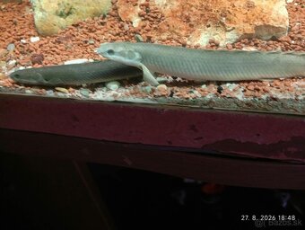 polypterusy - 3