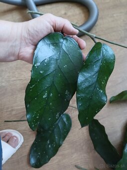 Hoya odrezky - 3