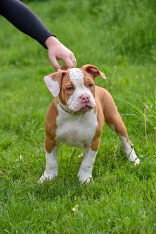 Psík American bully s pp na predaj - 3
