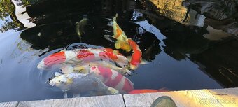 Koi kapre - 3