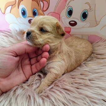 Golddust Yorkshire terrier - 3