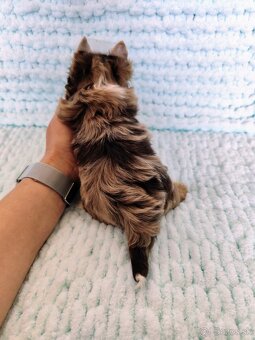 Choco, Chocolate Yorkshire terrier - 3