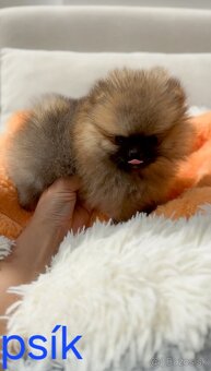 Pomeranian mini Boo - 3