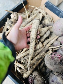 Domáca cibuľa, mrkva, petržlen - 3