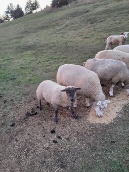 Suffolk texel ille de france - 3