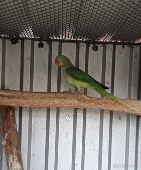 Alexander Veľký 0,1 - 3