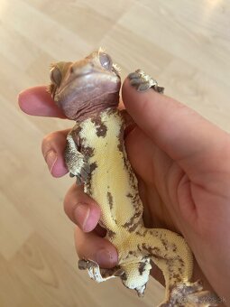 Predám chovného LW samca - 3