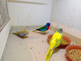 Neofema modrohlava - 3