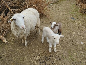 Predám ovce a jahňatá. - 3