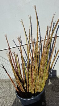 Šibáky  , korbače - 3