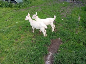 Capko,koza,kozy - 3