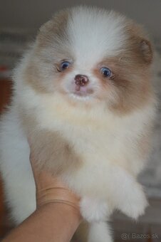 Na prodej – Pomeranian štěně (2 měsíce) - 3
