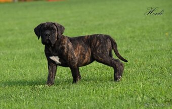 Cane Corso štěňata s FCI P - 3