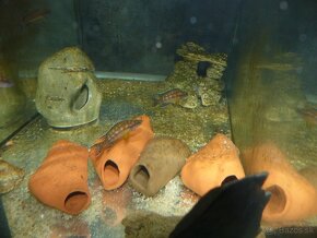 Neolamprologus buescheri kamakonde "Zair gold" - 3
