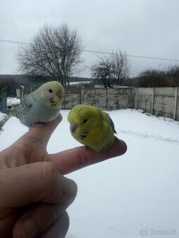 Andulky mlada Maznačik - 3