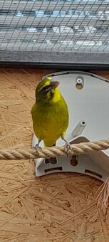 Kanare a zvonohlik - 3