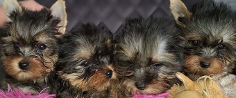 Yorshirský terier-šteniatka - 3