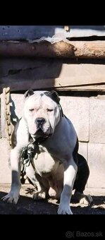 American bully - 3