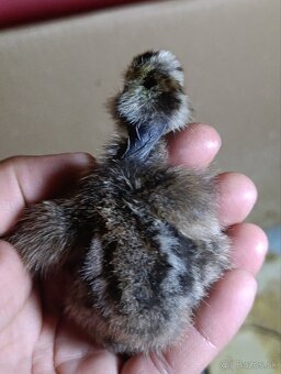 Kuriatka araucana,australorpka,hodvabnicky - 3