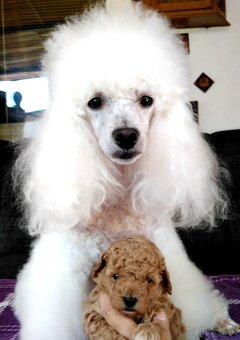 Pudel Pudlik Toy - 3