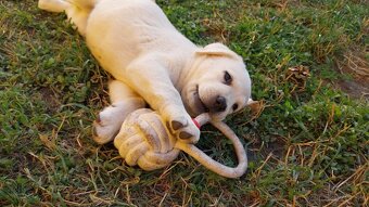 Labrador s PP žlté a čierne šteniatka - 3