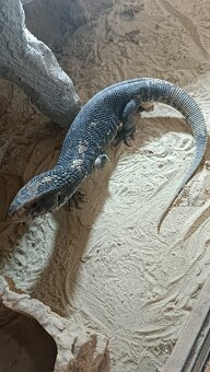 Varan stepny - 3